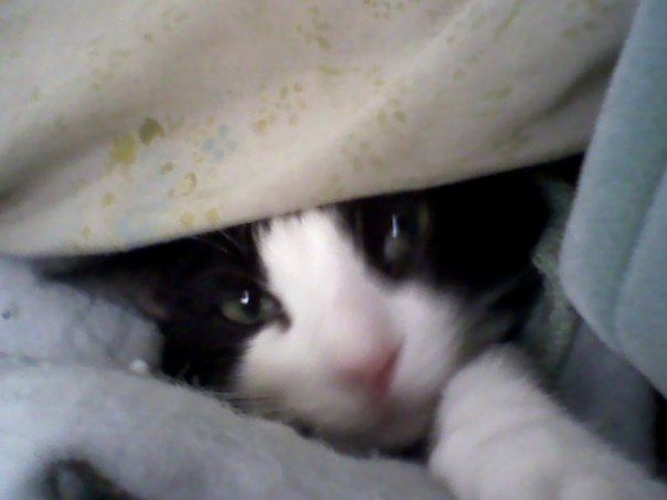 Sparkie peeking under blanket