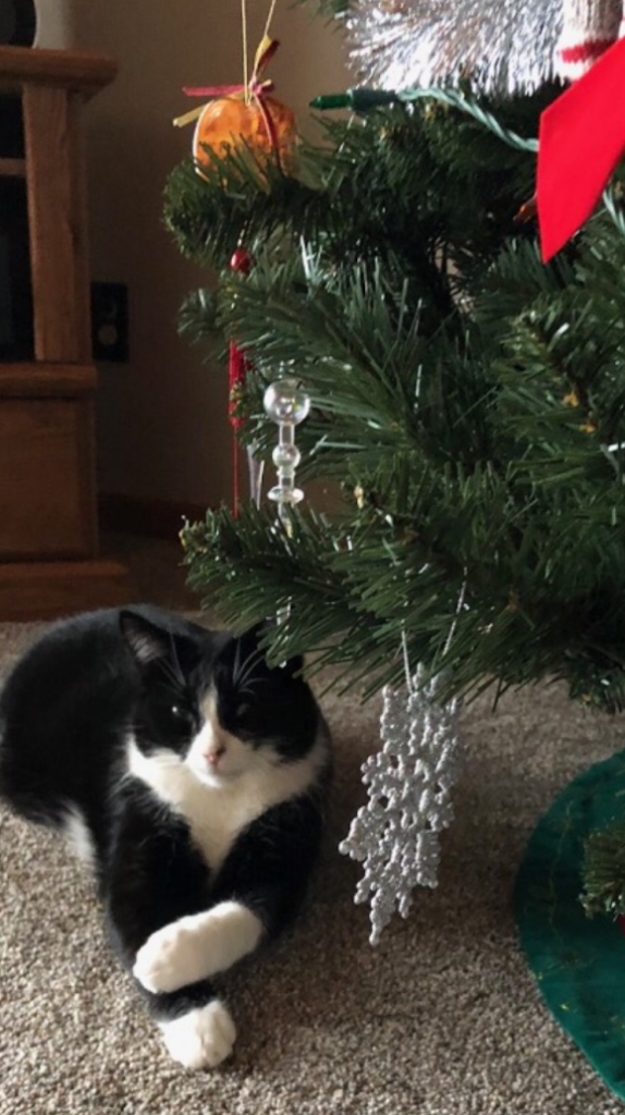 Sparkie under Christmas tree with crossed paws